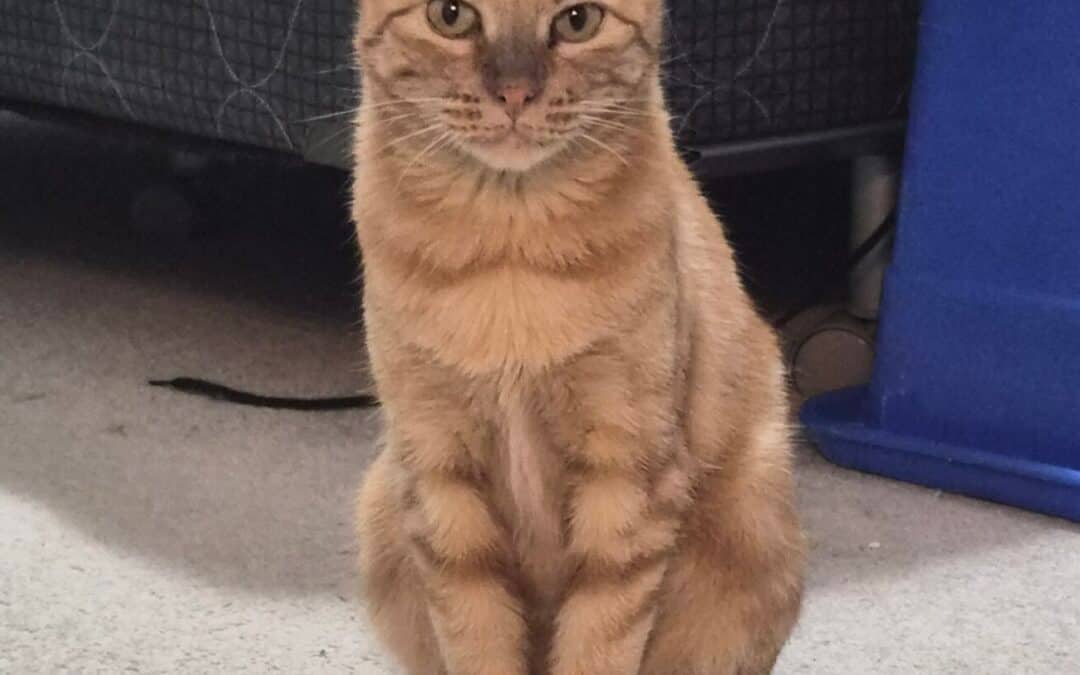 PITA - Domestic Short Hair cat available for adoption at AARCS in Calgary
