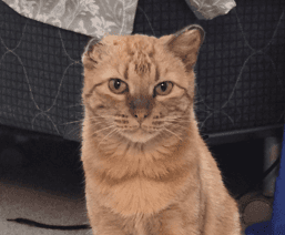 PITA - Domestic Short Hair available for adoption