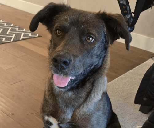 ZITI - Australian Cattle Dog Mixed available for adoption