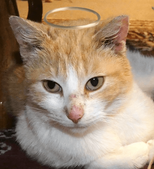 ANGEL - Domestic Short Hair cat available for adoption in Calgary
