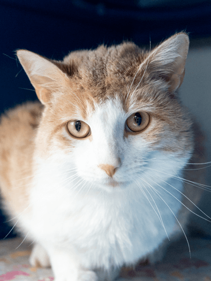 ARGUS - Domestic Short Hair cat available for adoption in Calgary