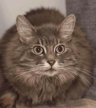 ASHY - Domestic Long Hair cat available for adoption in Calgary