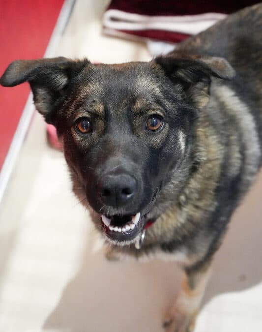 ASTRO - German Shepherd mixed available for adoption in Calgary