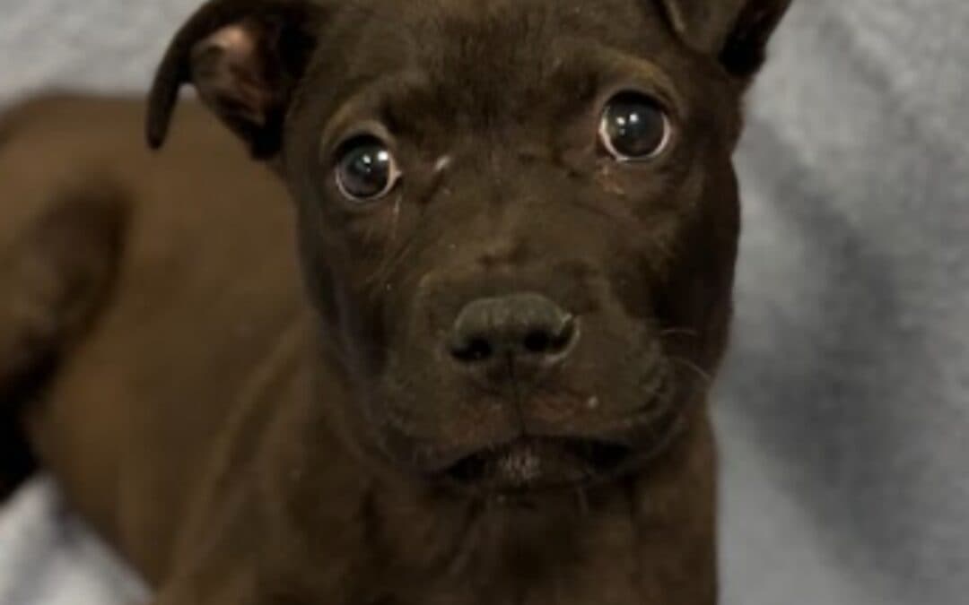 Badger - Terrier, Pit Bull Mixed available for adoption in Alberta