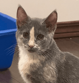CARDI - Domestic Short Hair cat available for adoption at AARCS in Calgary