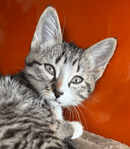 CAYENNE - Domestic Medium Hair cat available for adoption at AARCS in Calgary