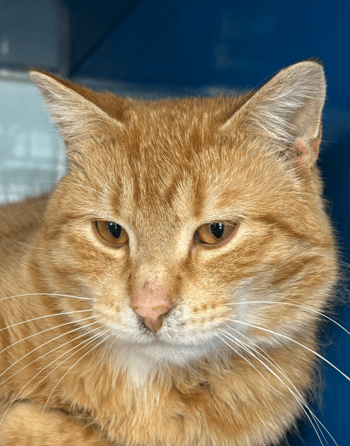 CHAMOY - Domestic Short Hair cat available for adoption at AARCS in Calgary