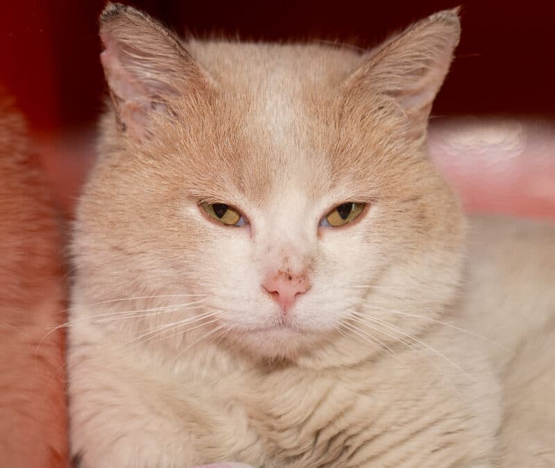 CHIMICHANGA - Domestic Short Hair cat available for adoption at AARCS in Calgary