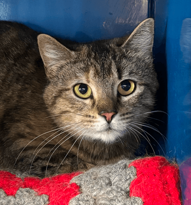 CLAIRE - Domestic Short Hair cat available for adoption at AARCS in Calgary