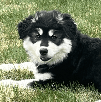 DIARMAID - Siberian Husky Mixed available for adoption in Alberta