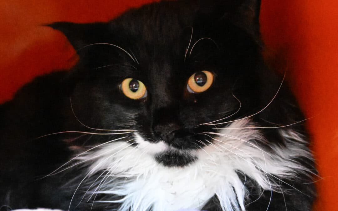 DONNA - Domestic Long Hair cat available for adoption in Calgary