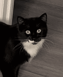 DONNA - Domestic Long Hair available for adoption