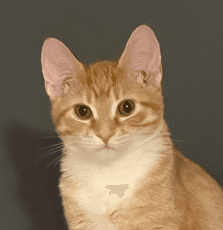 DRAKE - Domestic Short Hair cat available for adoption at AARCS in Calgary