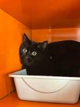 EARL - Domestic Short Hair cat available for adoption at AARCS in Calgary