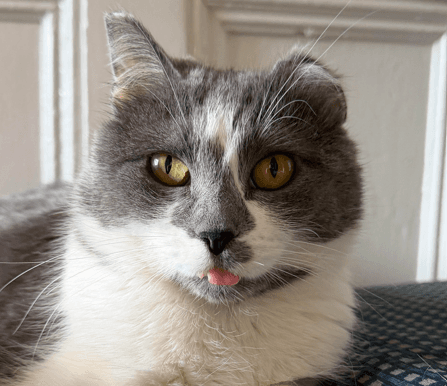 ELIZABETH - Domestic Short Hair cat available for adoption in Calgary