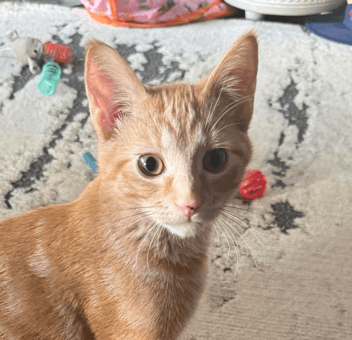 FUTURE - Domestic Short Hair cat available for adoption at AARCS in Calgary