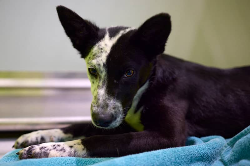 HATTIE - American Blue Heeler Mixed available for adoption at AARCS in Calgary