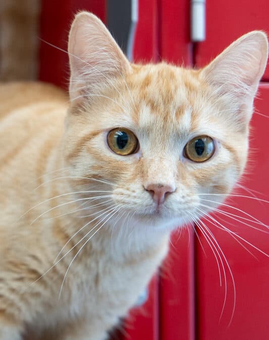 HENRY - Domestic Short Hair cat available for adoption at AARCS in Calgary