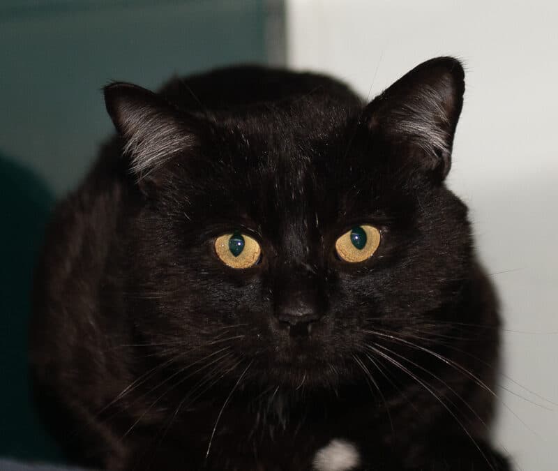 INDY - Domestic Short Hair cat available for adoption at AARCS in Calgary