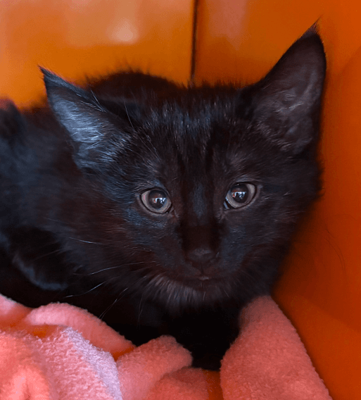 JALAPENO - Domestic Medium Hair cat available for adoption at AARCS in Calgary