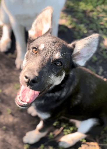 JELA - Siberian Husky Mixed available for adoption