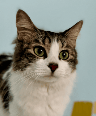 KYLO - Domestic Medium Hair cat available for adoption at AARCS in Calgary