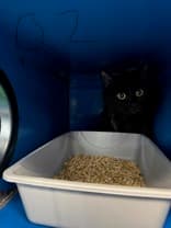 LANGDON - Domestic Medium Hair cat available for adoption at AARCS in Calgary