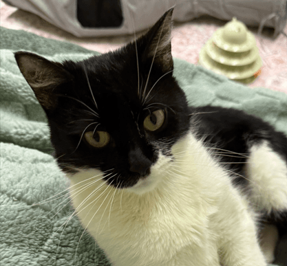 LEAF - Domestic Short Hair cat available for adoption at AARCS in Calgary