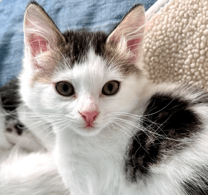 LEIA - Domestic Medium Hair cat available for adoption at AARCS in Calgary