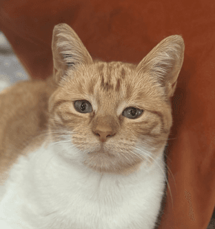 LEMON - Domestic Short Hair cat available for adoption at AARCS in Calgary