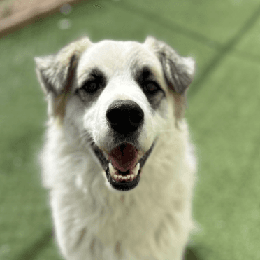 LILO - Border Collie Mixed available for adoption in Alberta