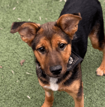 LINDY - German Shepherd mixed available for adoption in Calgary
