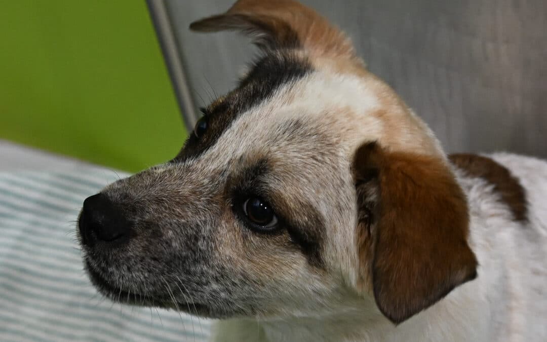 LOUIE - Australian Cattle Dog Mixed available for adoption in Alberta