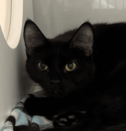 LYDIA - Domestic Short Hair cat available for adoption at AARCS in Calgary