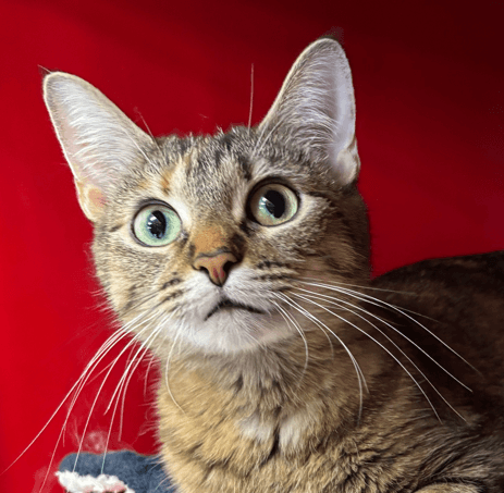 MAPLE - Domestic Short Hair cat available for adoption at AARCS in Calgary