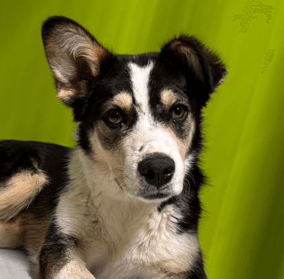MILES - Australian Cattle Dog Mixed available for adoption in Alberta