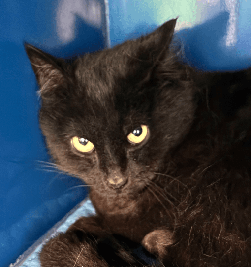 MONROE - Domestic Short Hair cat available for adoption at AARCS in Calgary