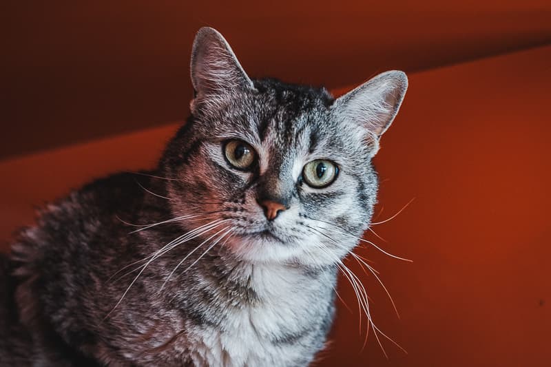 MORGAN - Domestic Short Hair cat available for adoption at AARCS in Calgary