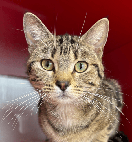 PANDORA - Domestic Short Hair cat available for adoption at AARCS in Calgary