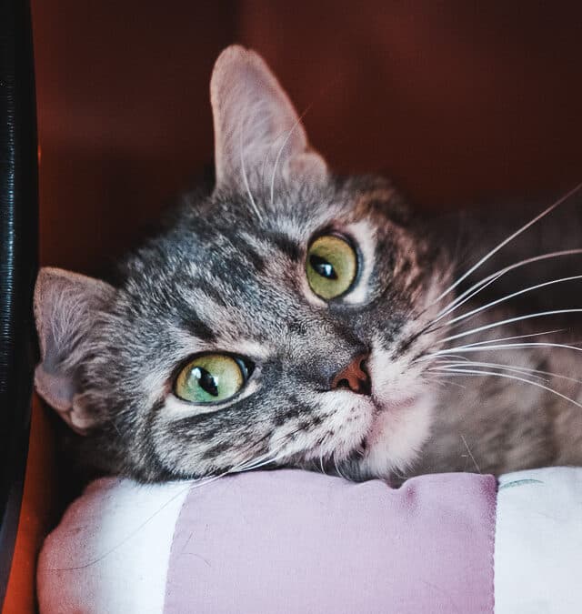 PARI - Domestic Short Hair cat available for adoption at AARCS in Calgary