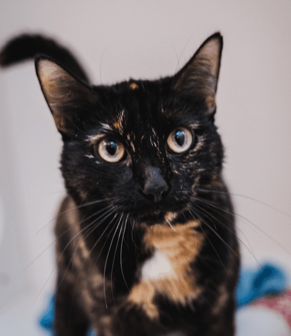 PEARL - Domestic Short Hair cat available for adoption at AARCS in Calgary