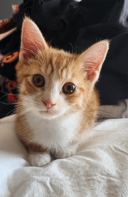 PONYO - Domestic Short Hair cat available for adoption at AARCS in Calgary