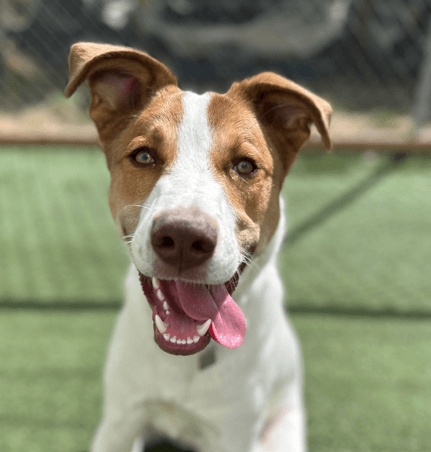 QUILLIE - Rough Collie Mix available for adoption at AARCS in Calgary