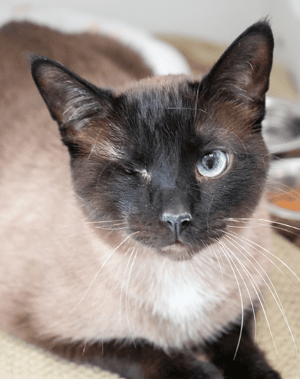 Ralph - Siamese cat available for adoption in Calgary