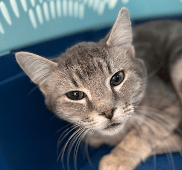RANDALL - Domestic Short Hair cat available for adoption at AARCS in Calgary