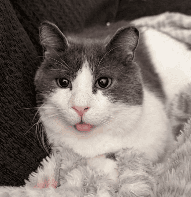 SYDNEY - Domestic Short Hair available for adoption