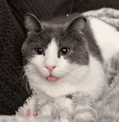 SYDNEY - Domestic Short Hair cat available for adoption at AARCS in Calgary