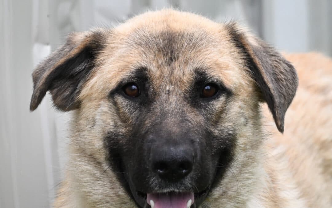 TANK - Anatolian Shepherd Mixed available for adoption at AARCS in Calgary