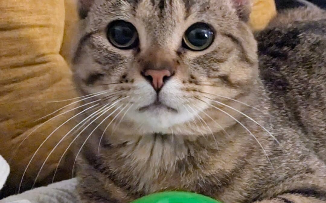 TOADSTOOL - Domestic Short Hair available for adoption