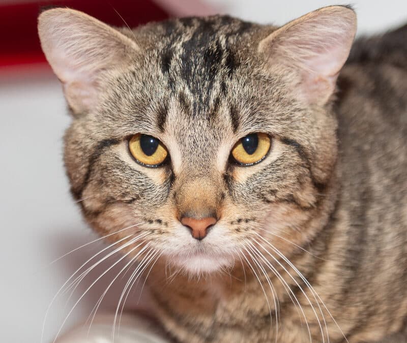 TOM - Domestic Short Hair cat available for adoption at AARCS in Calgary